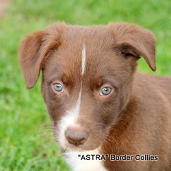 Red and white Male, medium coated, Border collie puppy